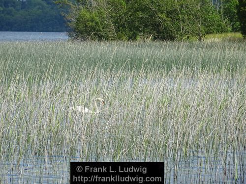 Lough Arrow